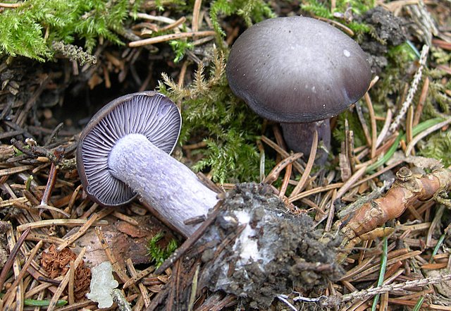 Il Tempo delle Morchelle